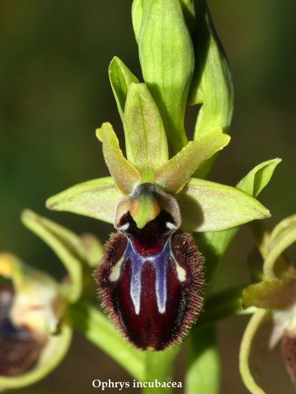 Ophrys sul litorale romano  marzo 2020